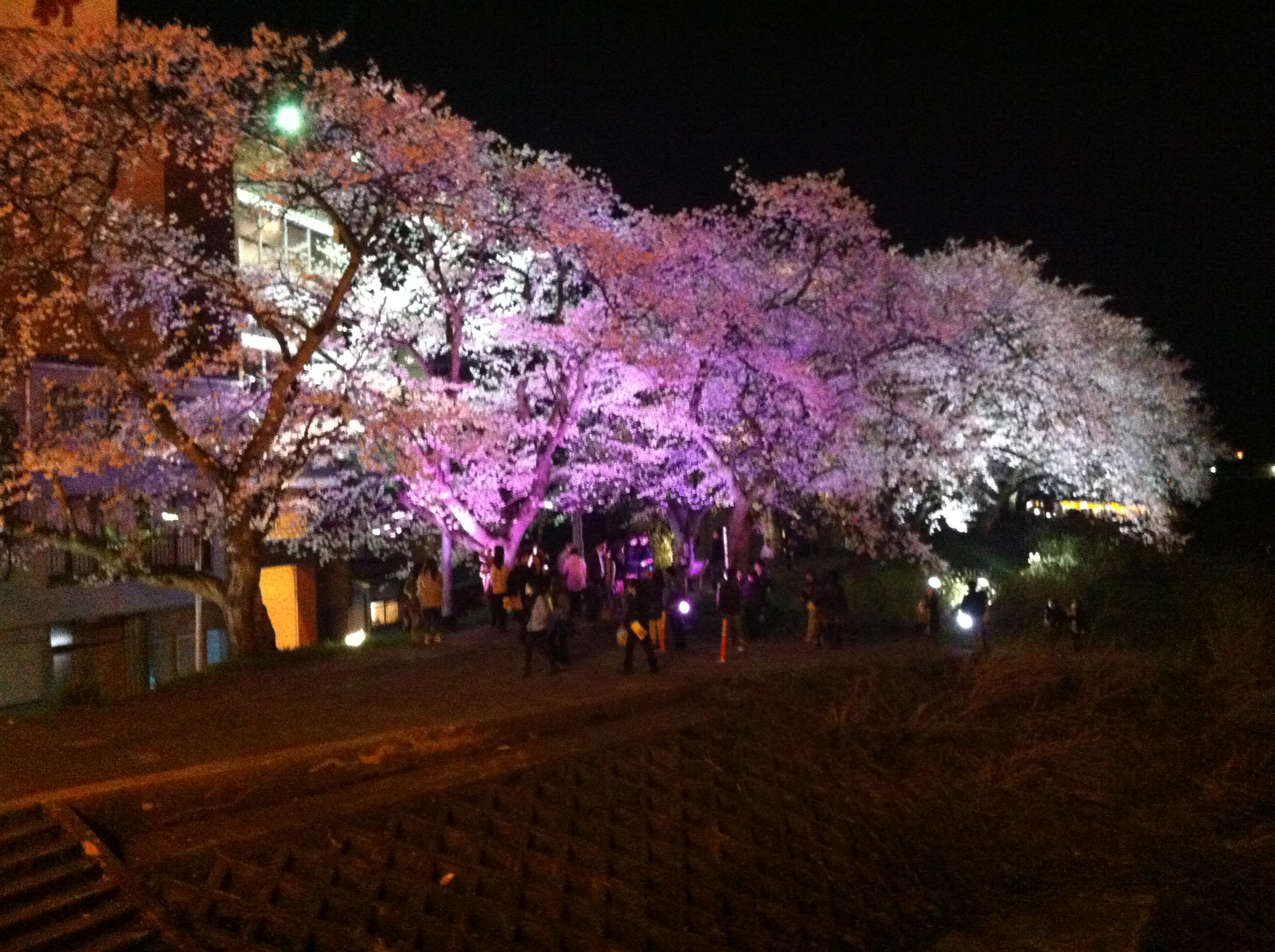 桜の季節